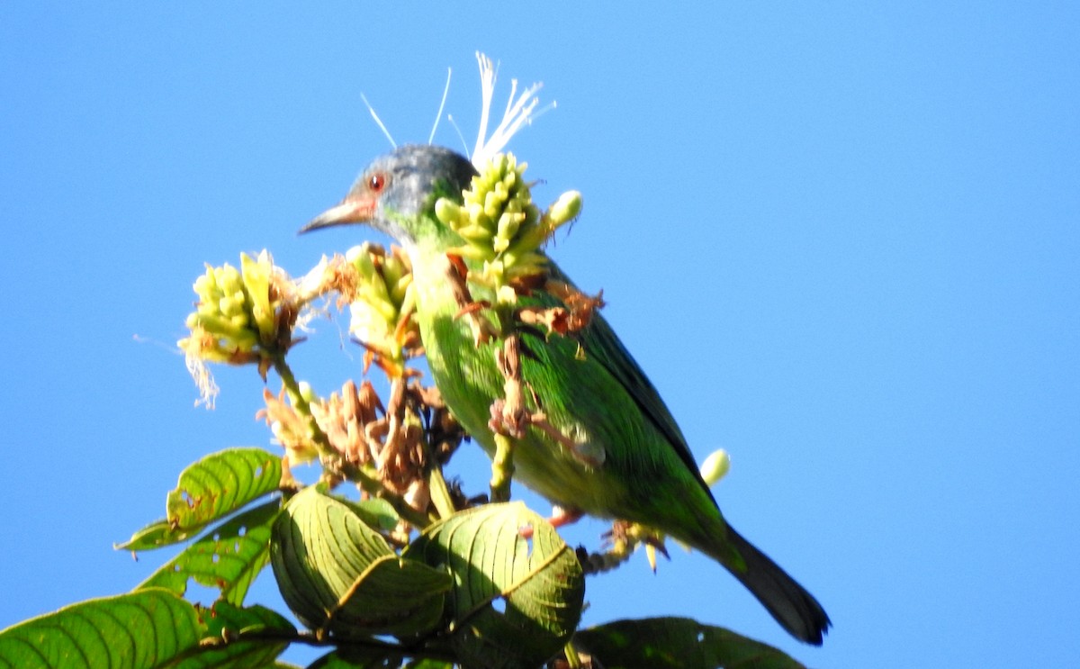 Blue Dacnis - ML646806966