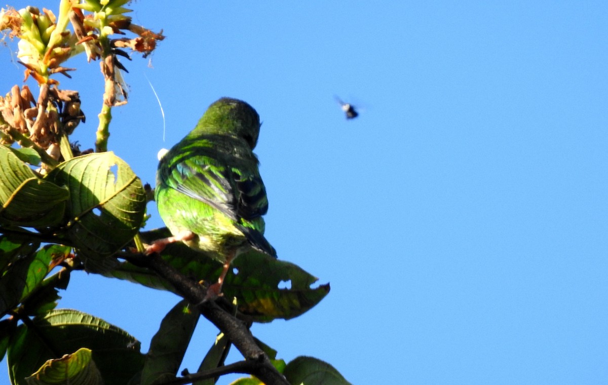 Blue Dacnis - ML646806967