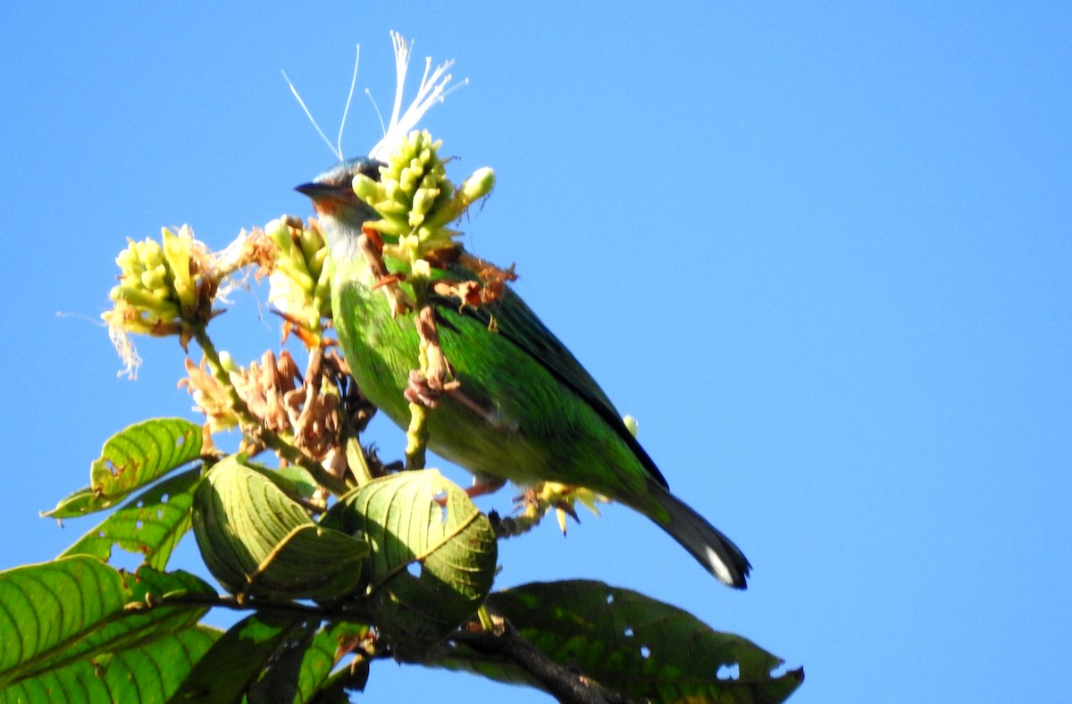 Blue Dacnis - ML646806968