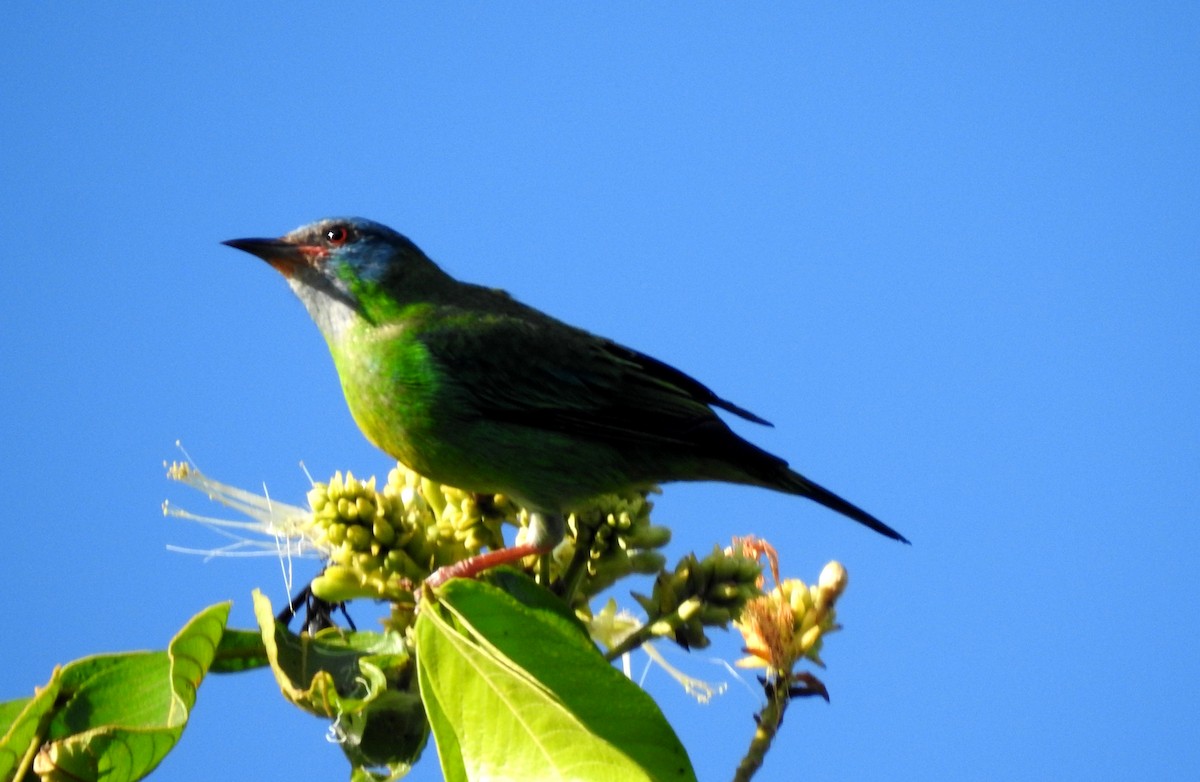 Blue Dacnis - ML646806969