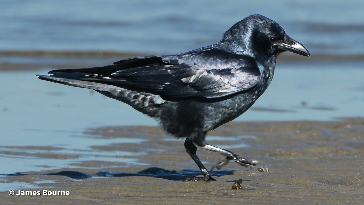 Fish Crow - ML646806971