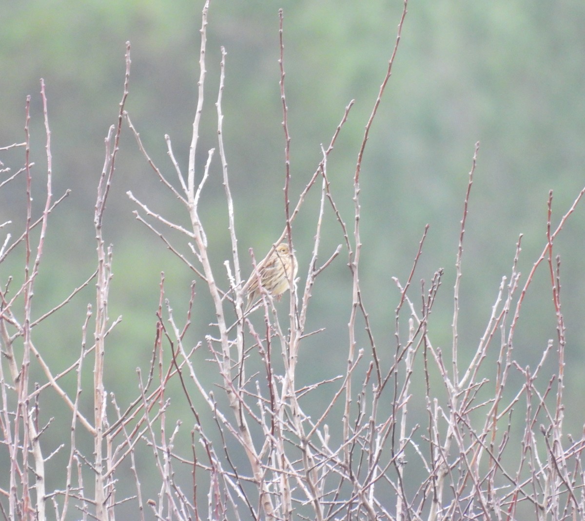 גיבתון עפרוני - ML646806973
