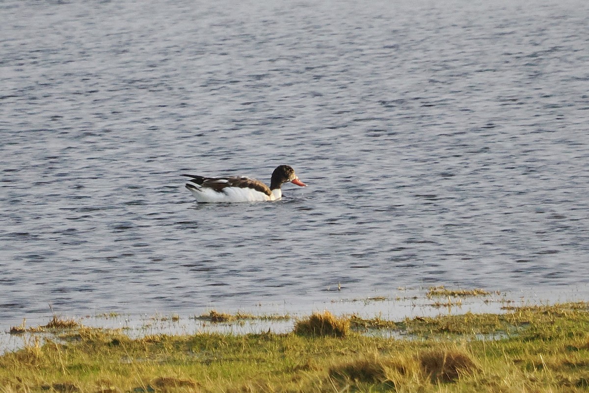 Brandgans - ML646806977