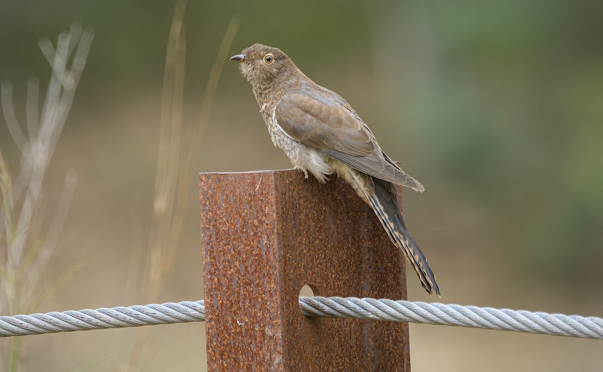 Fan-tailed Cuckoo - ML646806978