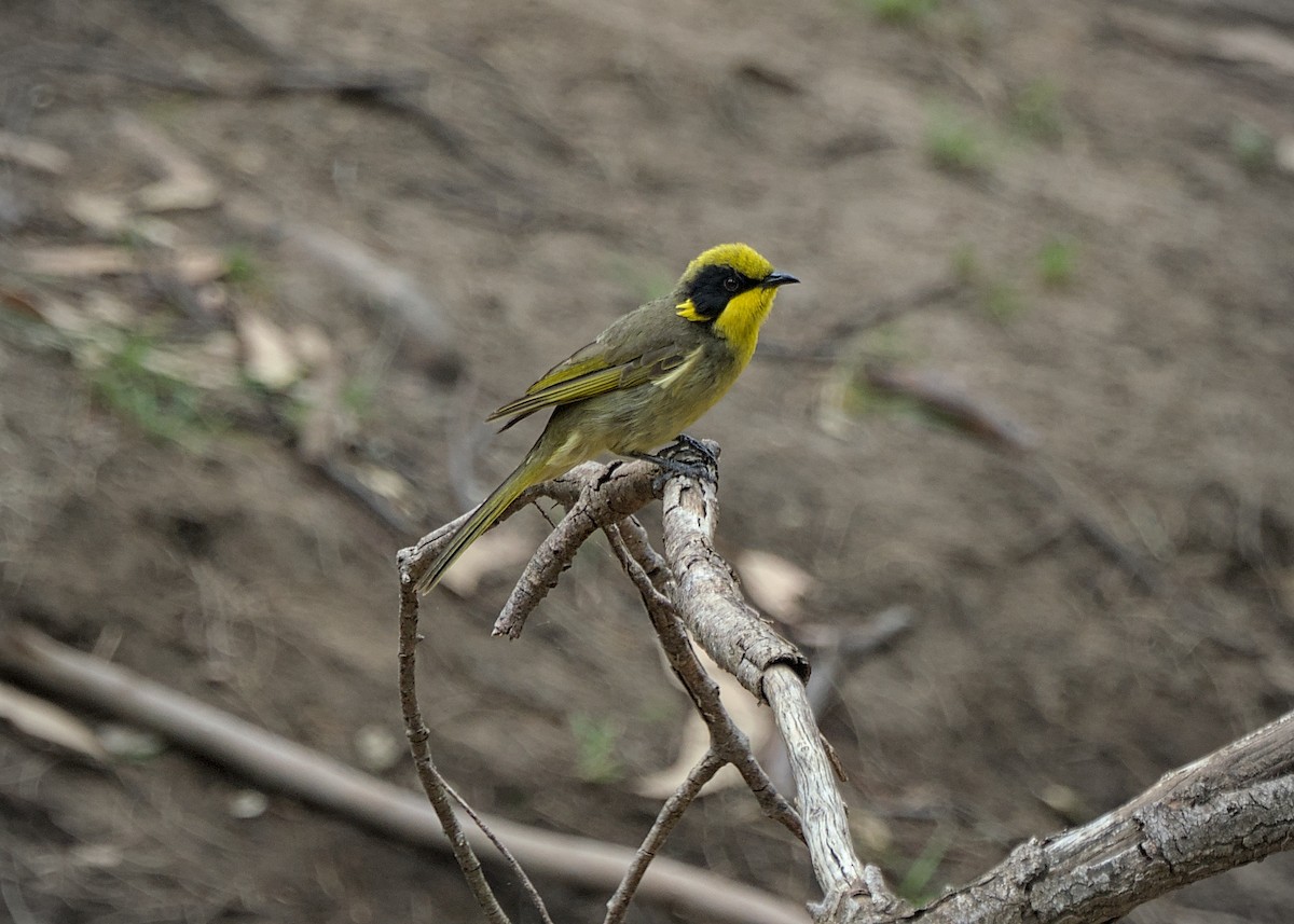 Yellow-tufted Honeyeater - ML646806979
