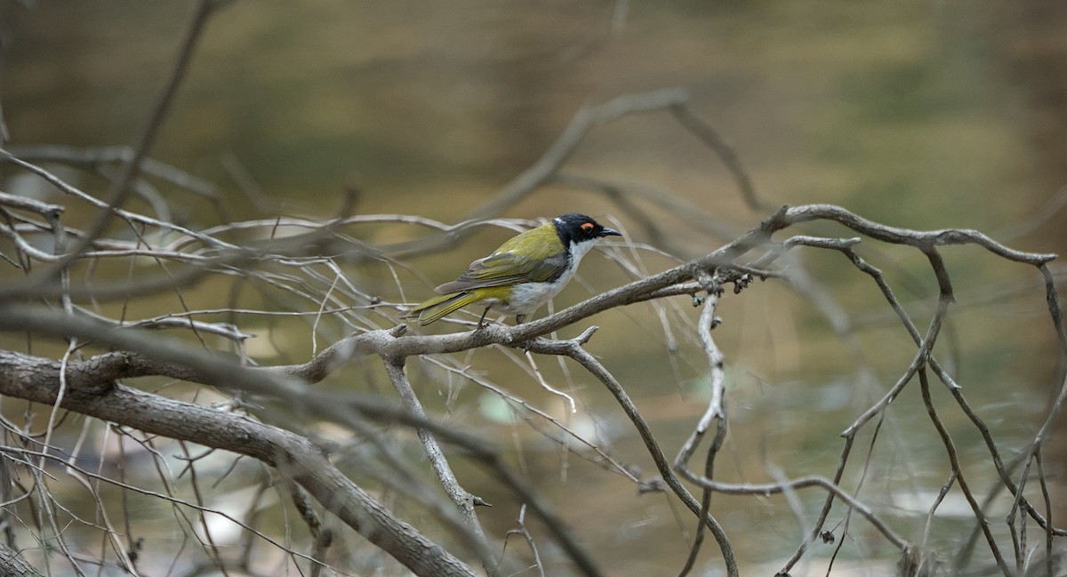 White-naped Honeyeater - ML646806982