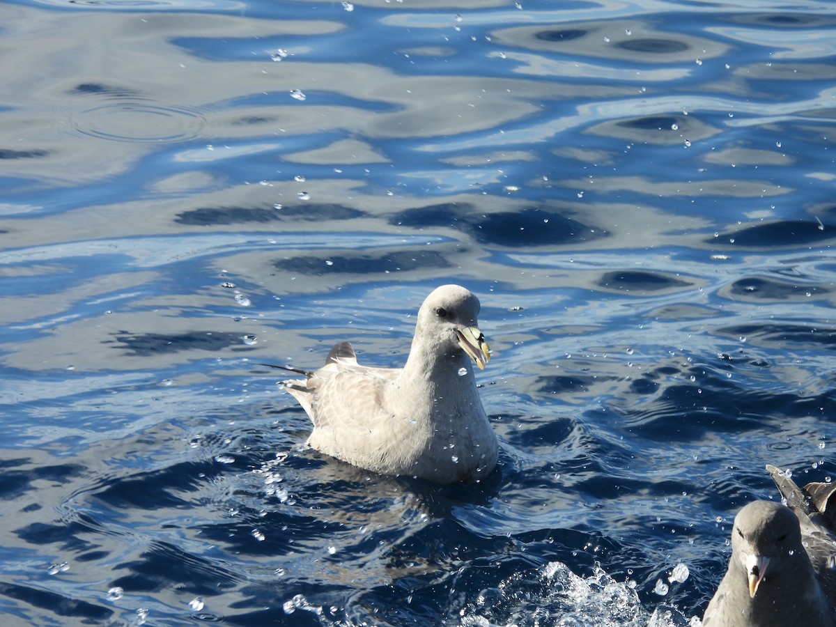 Northern Fulmar - ML646806984