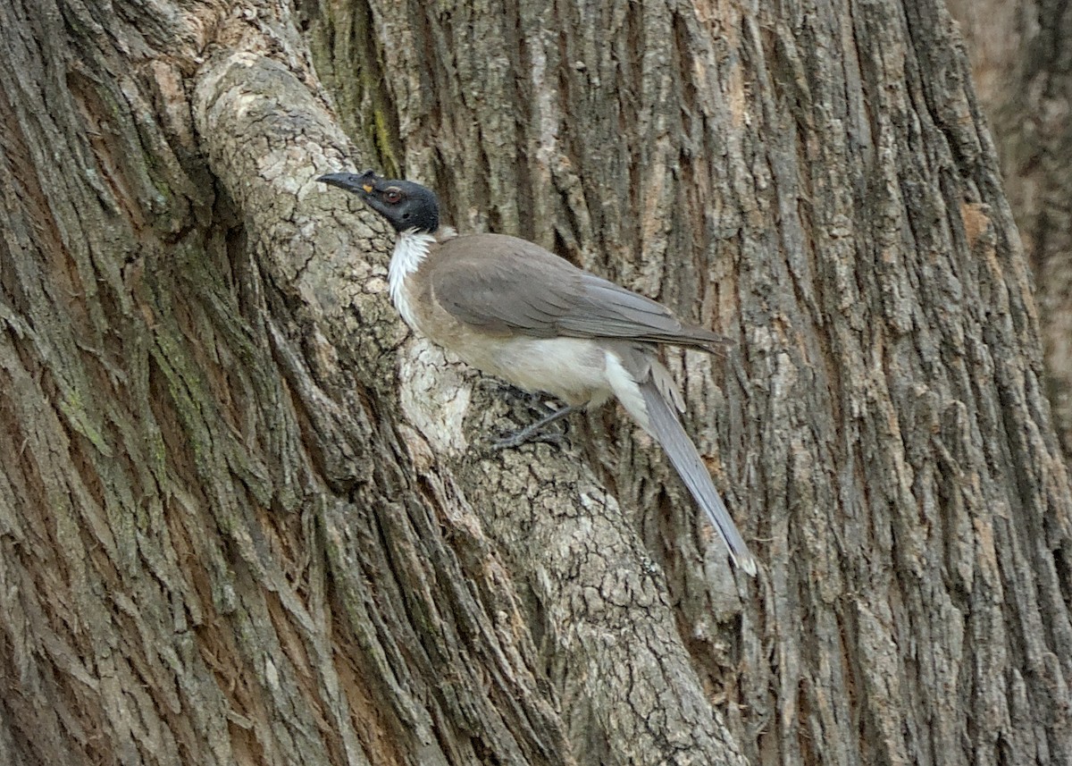 Noisy Friarbird - ML646806985
