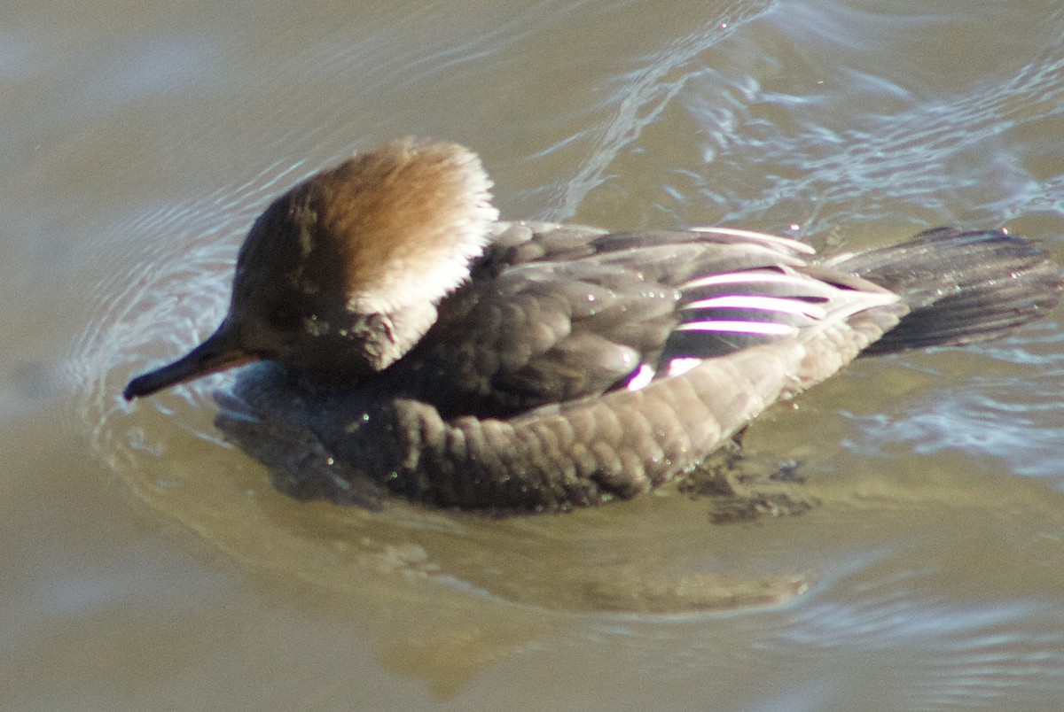 Крех жовтоокий - ML646806986