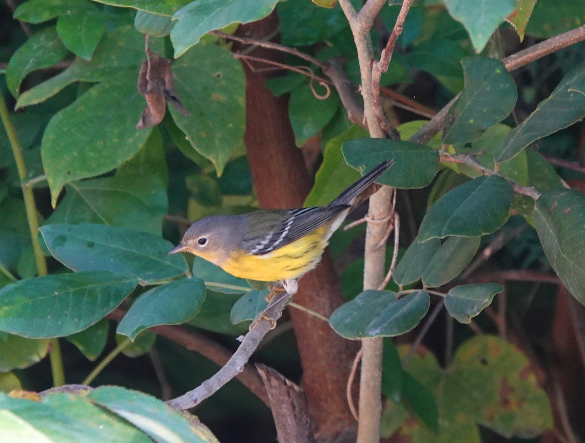 Reinita de Magnolia - ML646806987