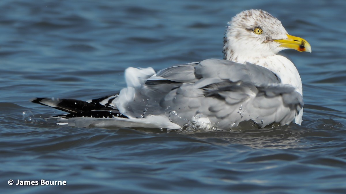 Kaio hauskara amerikarra - ML646806993