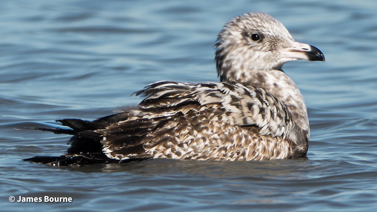 Kaio hauskara amerikarra - ML646806994