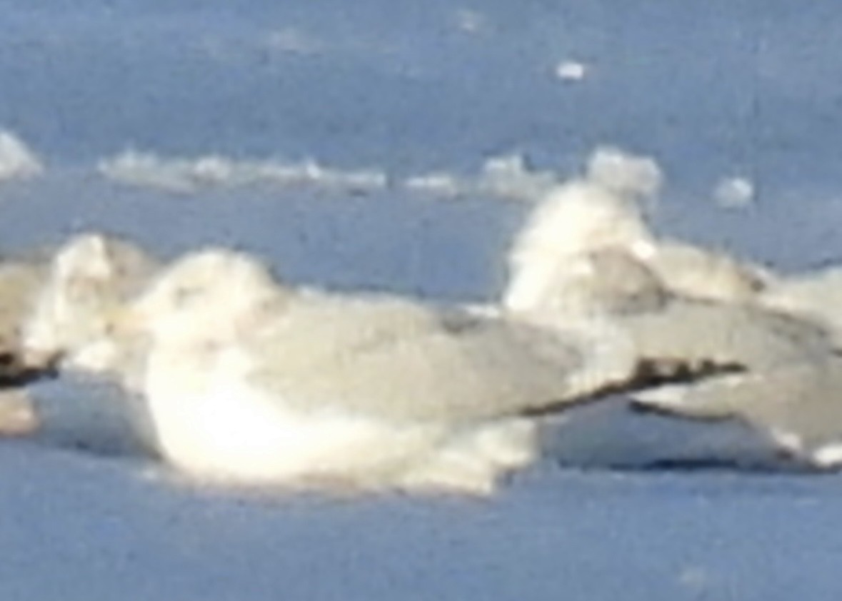 American Herring Gull - ML646806995