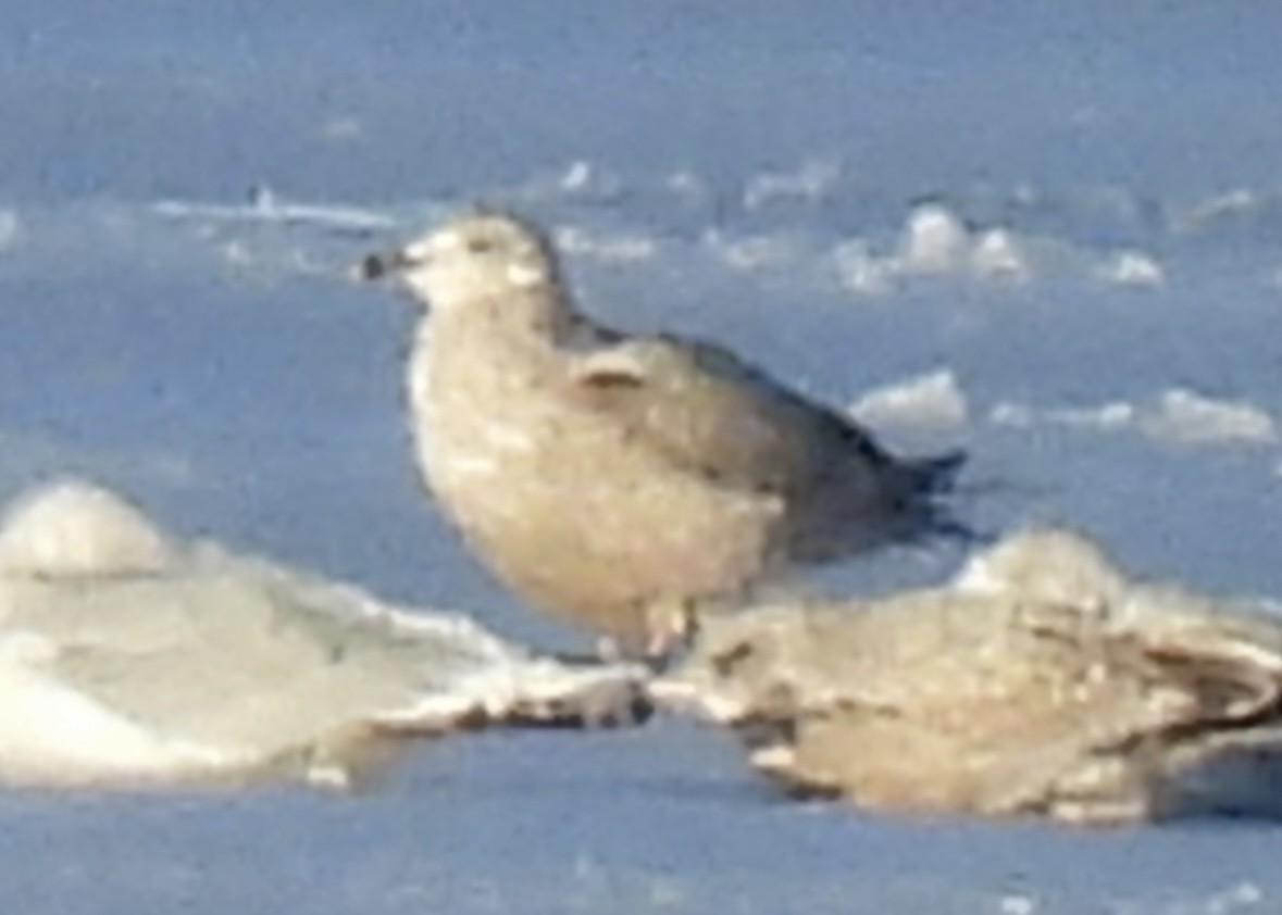 American Herring Gull - ML646806996