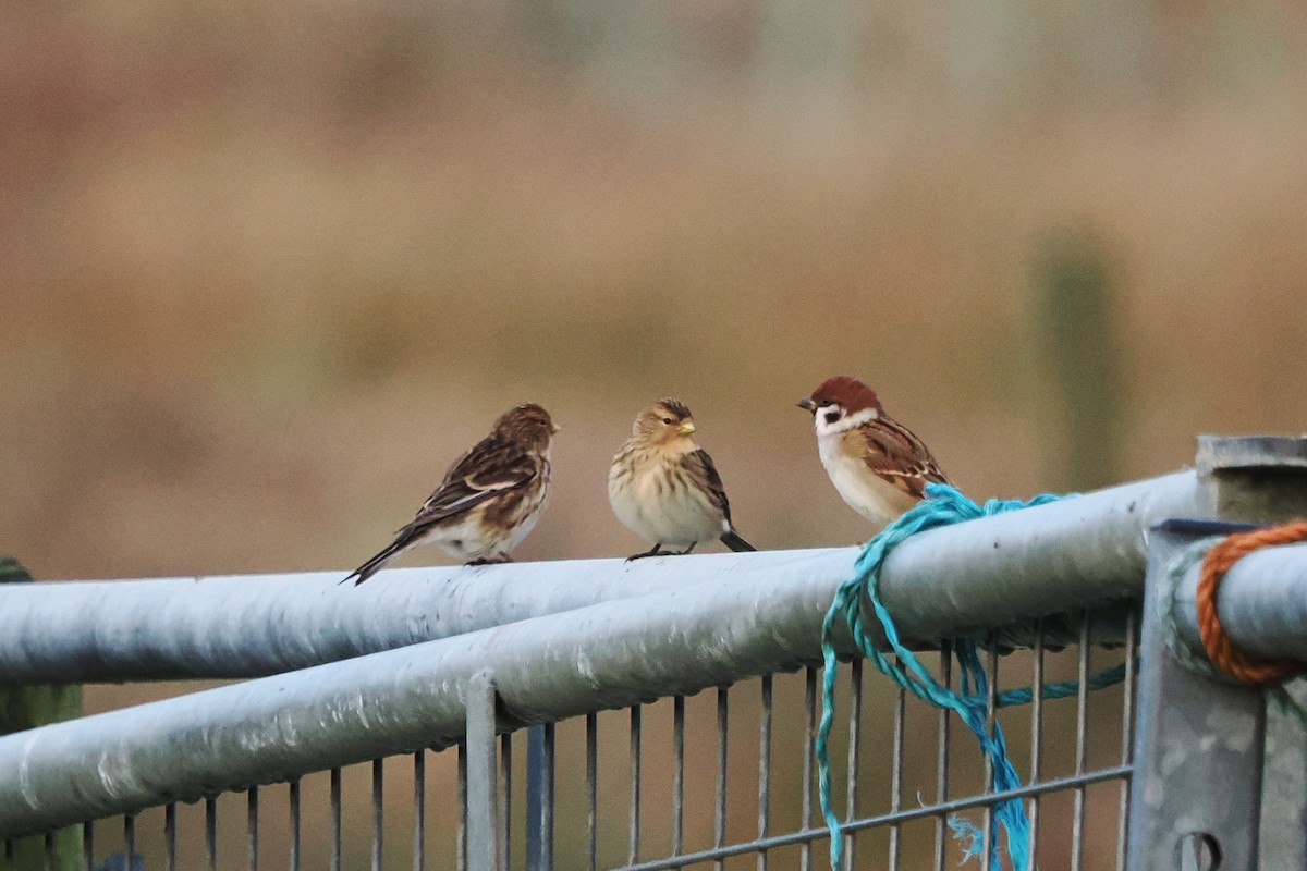 Feldsperling - ML646806998