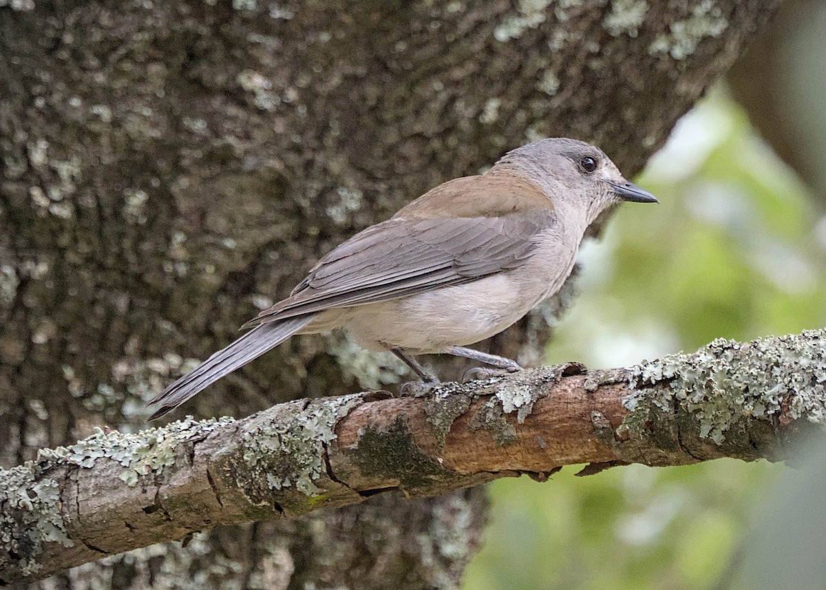 Gray Shrikethrush - ML646806999