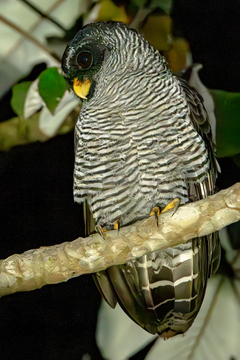 Kara Yüzlü Alaca Baykuş - ML646807001