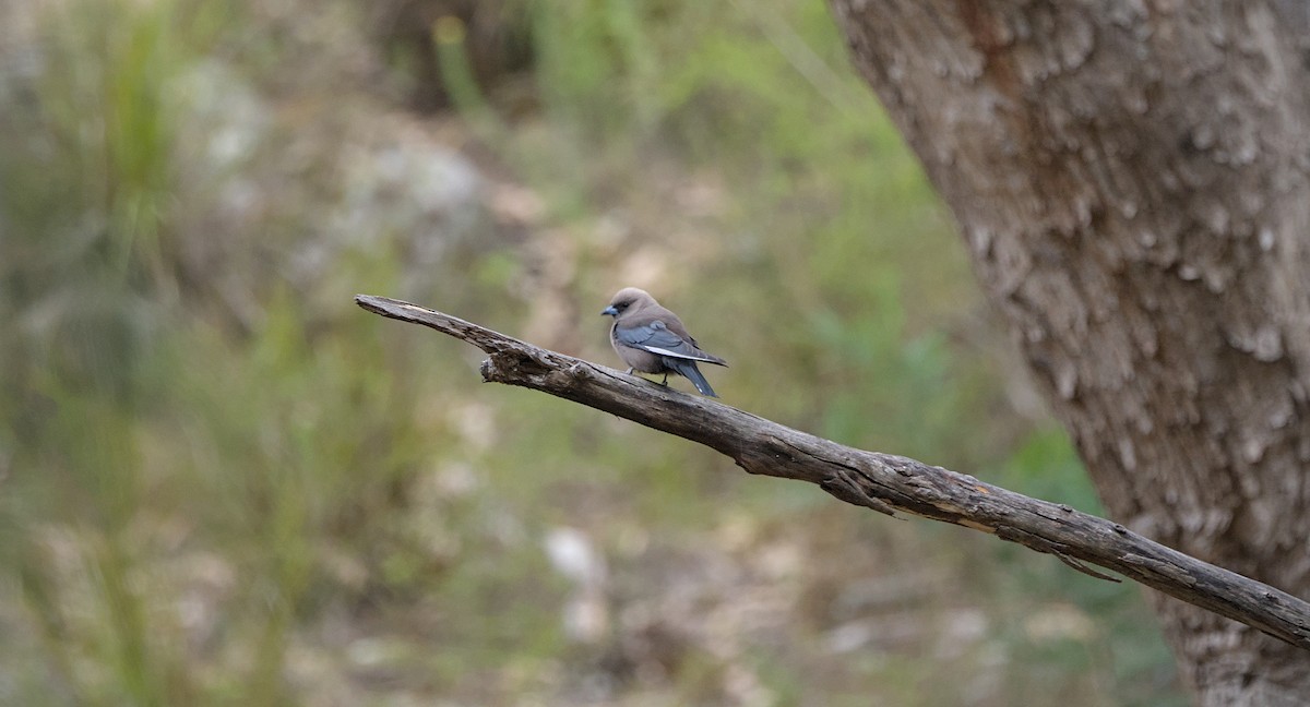 Dusky Woodswallow - ML646807002
