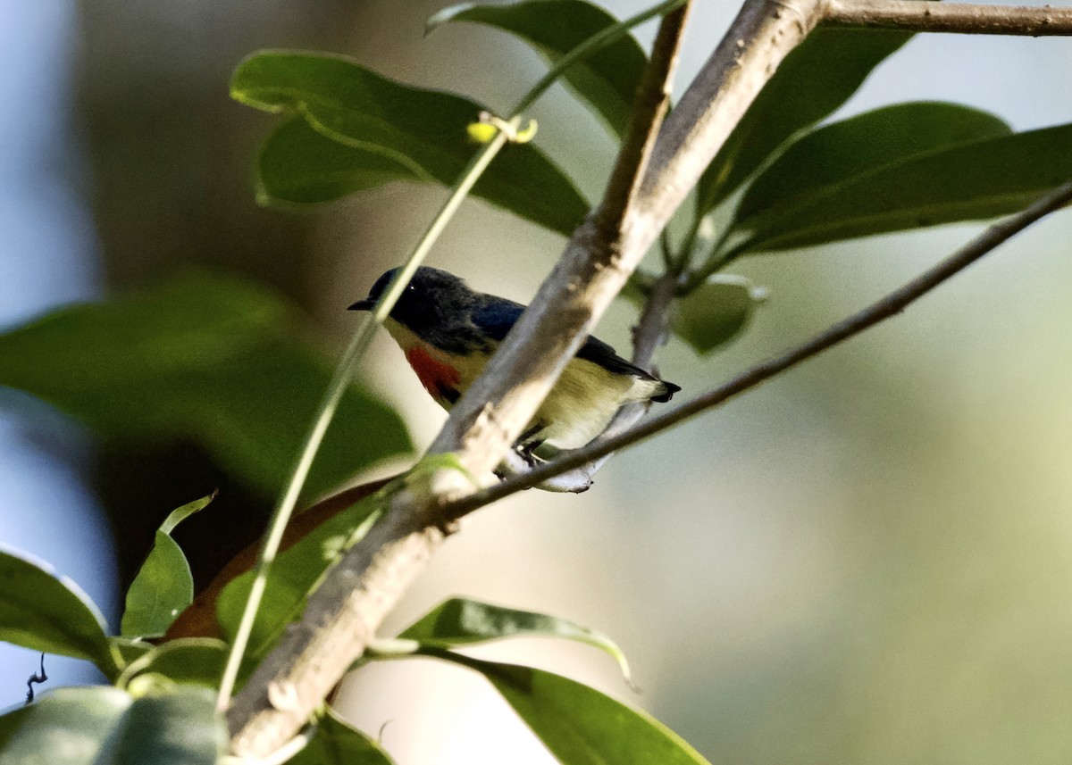 Fire-breasted Flowerpecker - ML646807003