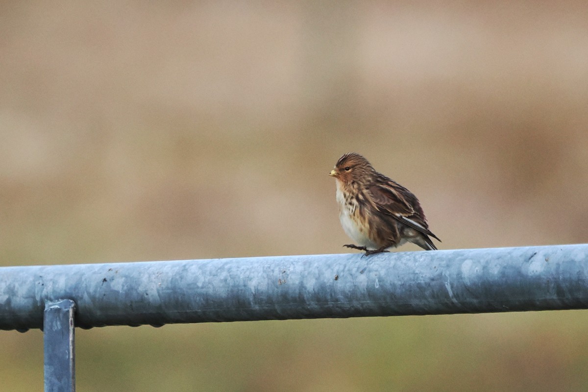 Berghänfling - ML646807004