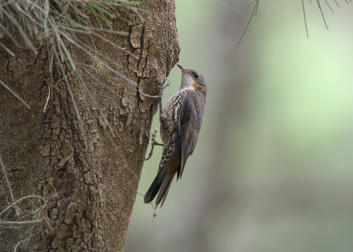 White-throated Treecreeper - ML646807005