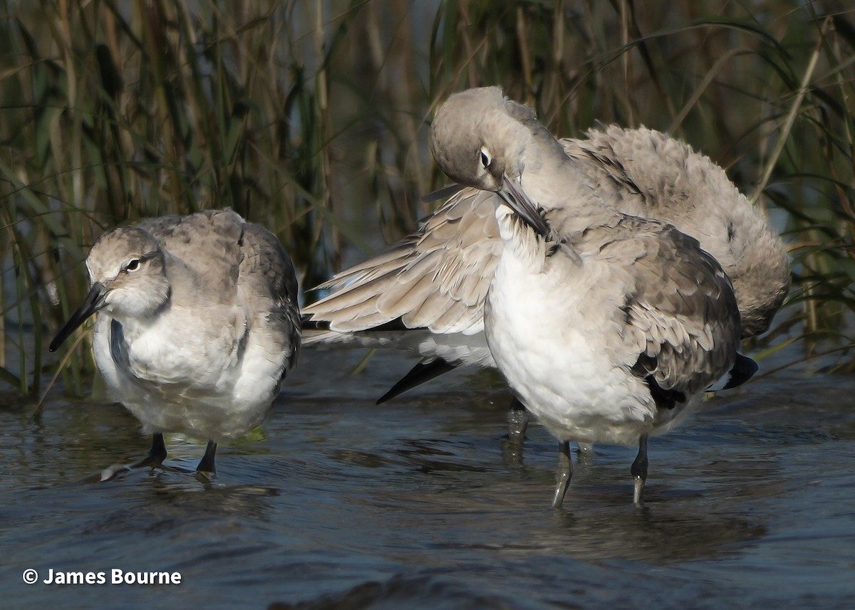 Willet - ML646807006