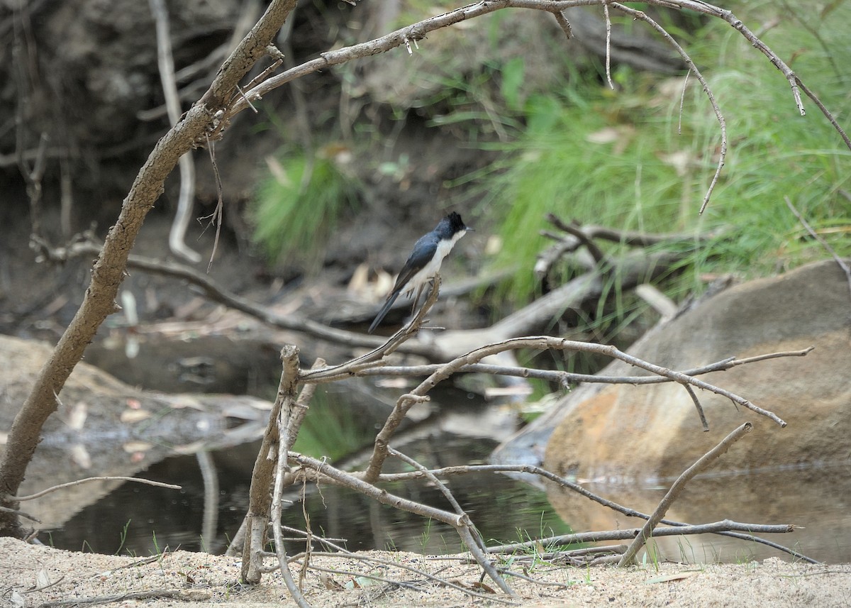 Restless Flycatcher - ML646807007