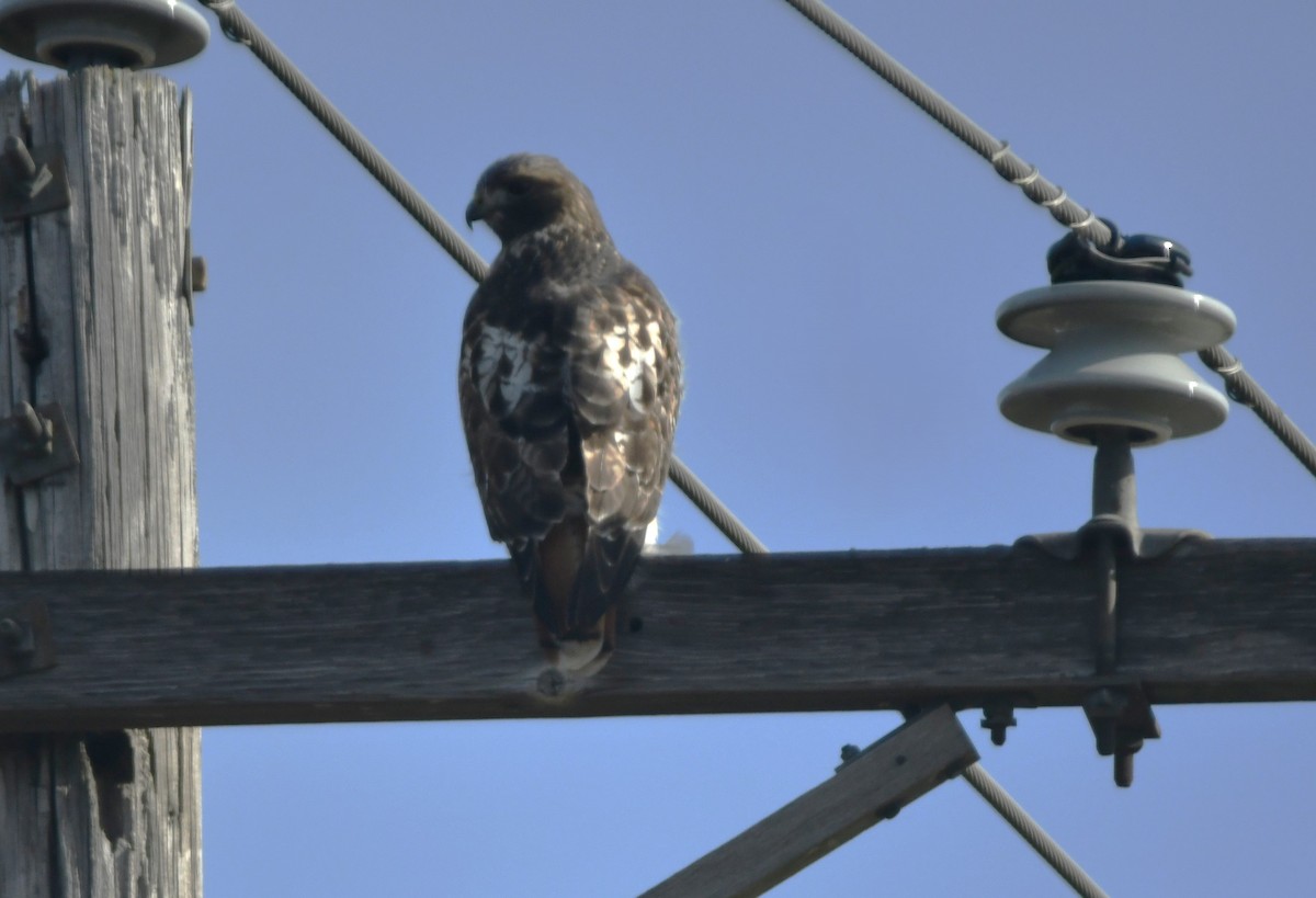 Краснохвостый канюк - ML646807008