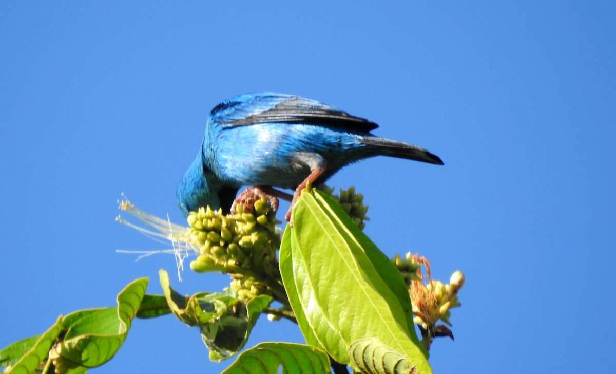 Blue Dacnis - ML646807009