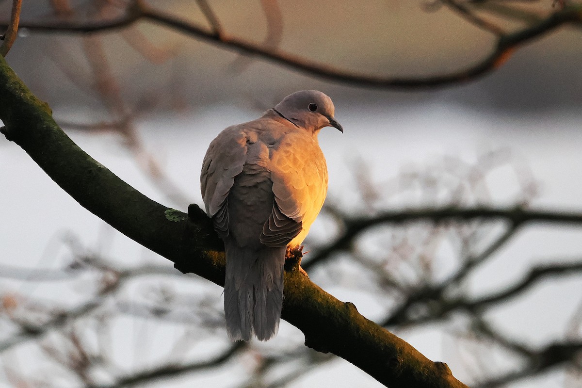 Türkentaube - ML646807010