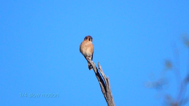 American Kestrel - ML646807014
