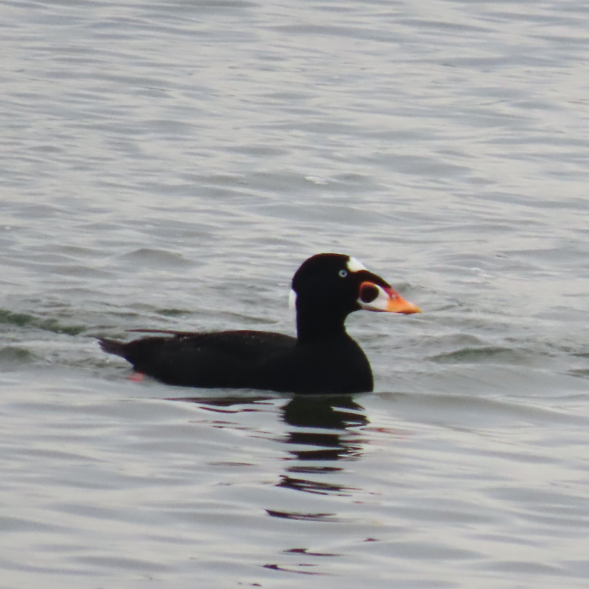 Surf Scoter - ML646807025