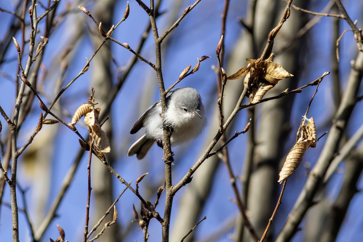 Blue-gray Gnatcatcher - ML646807026