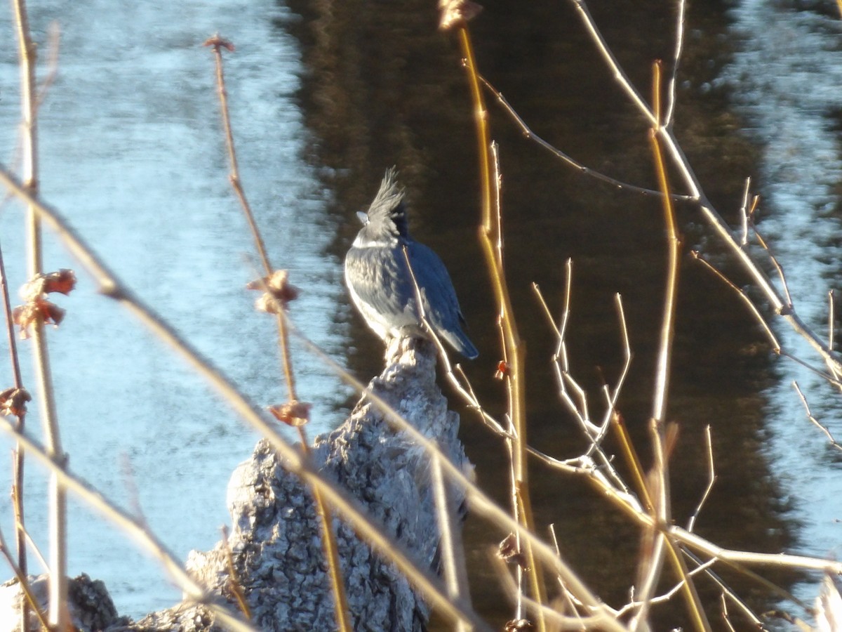 Belted Kingfisher - ML646807027