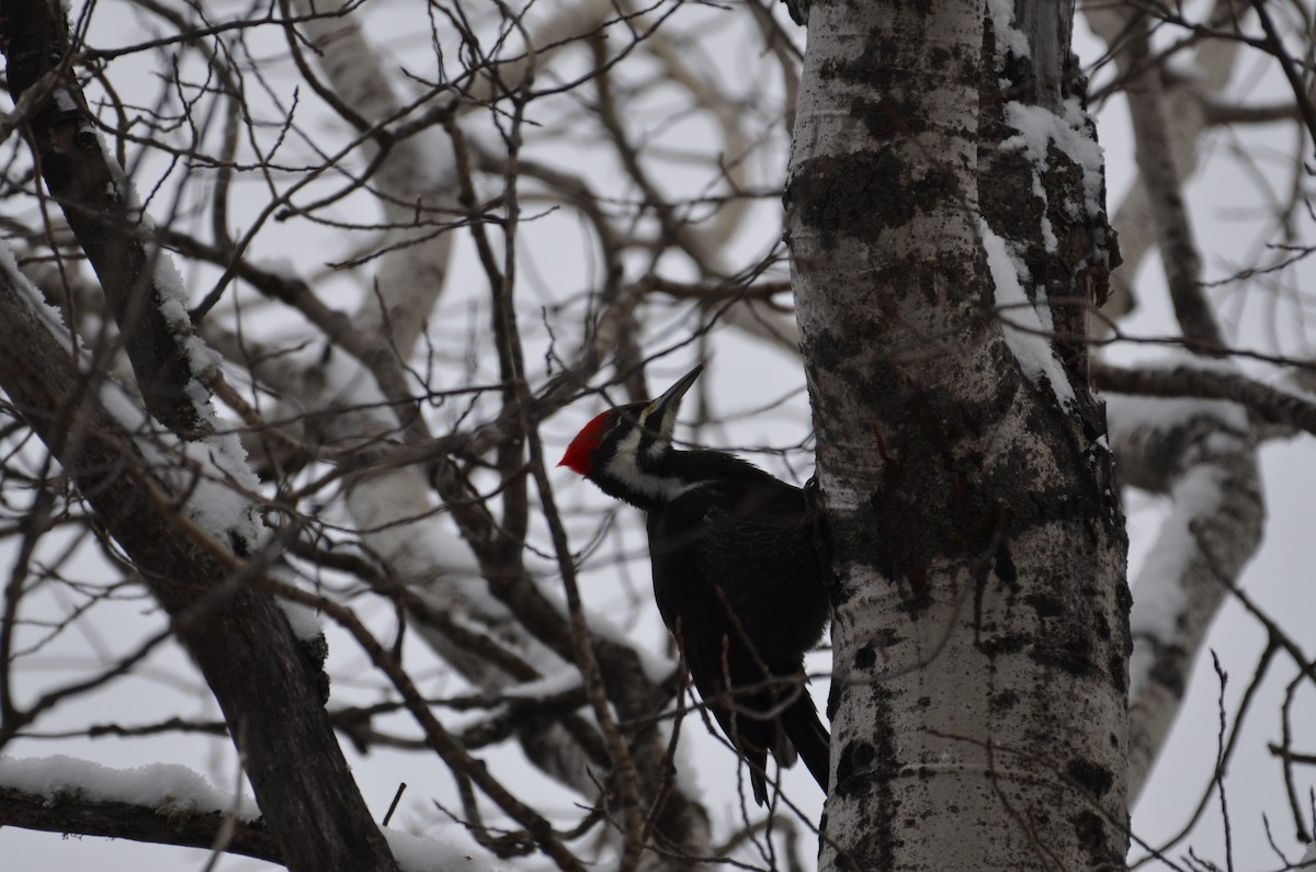 Pileated Woodpecker - ML646807029