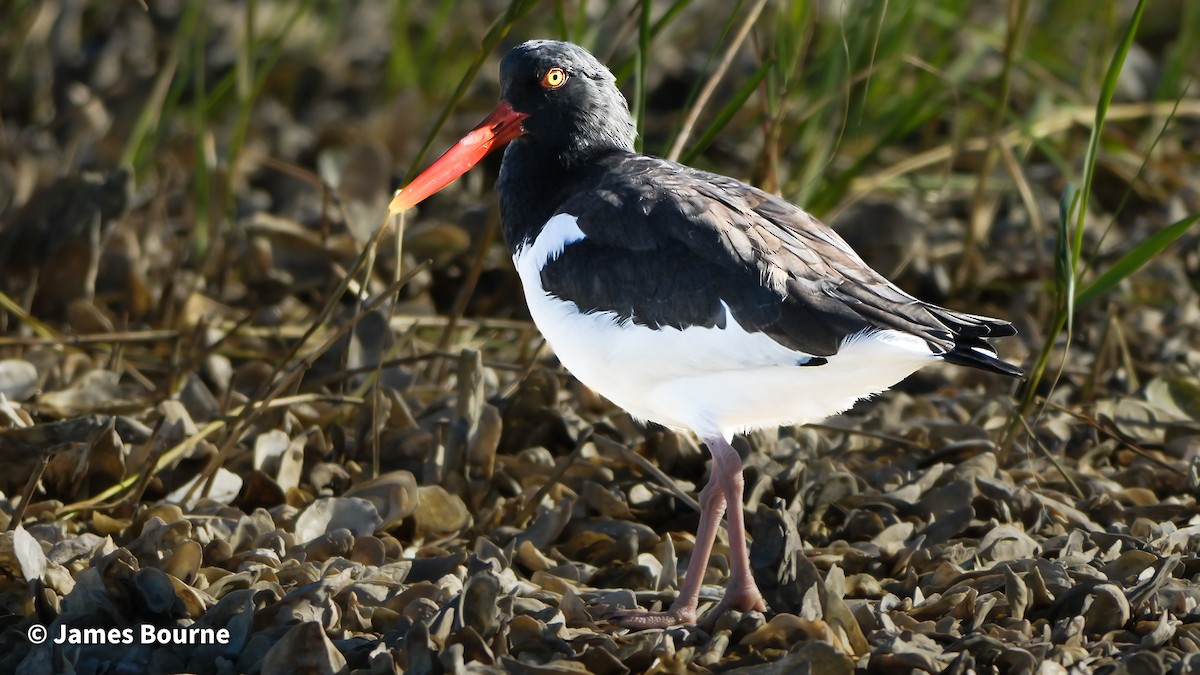 Itsas mika amerikarra - ML646807030