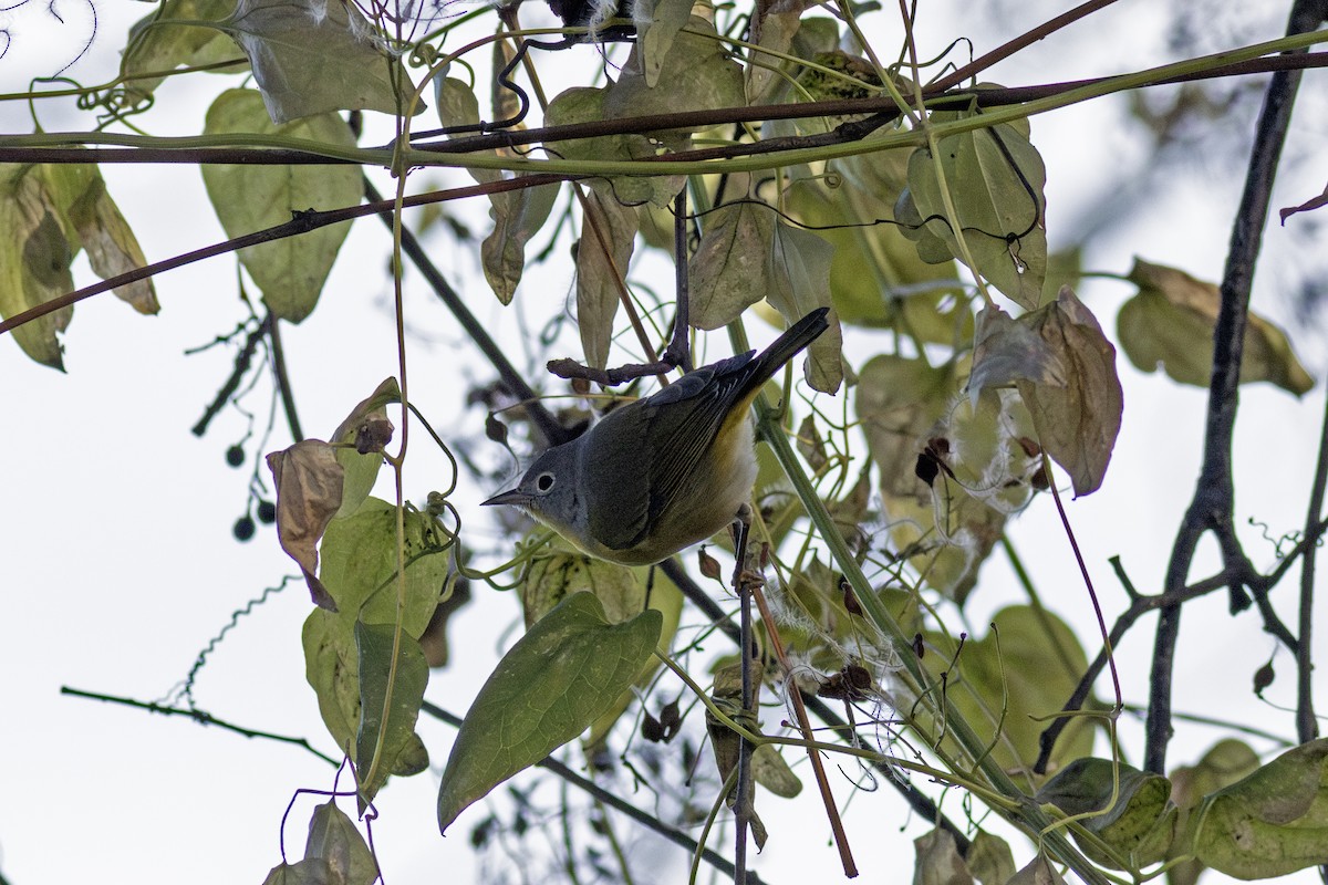 Nashville Warbler - ML646807031