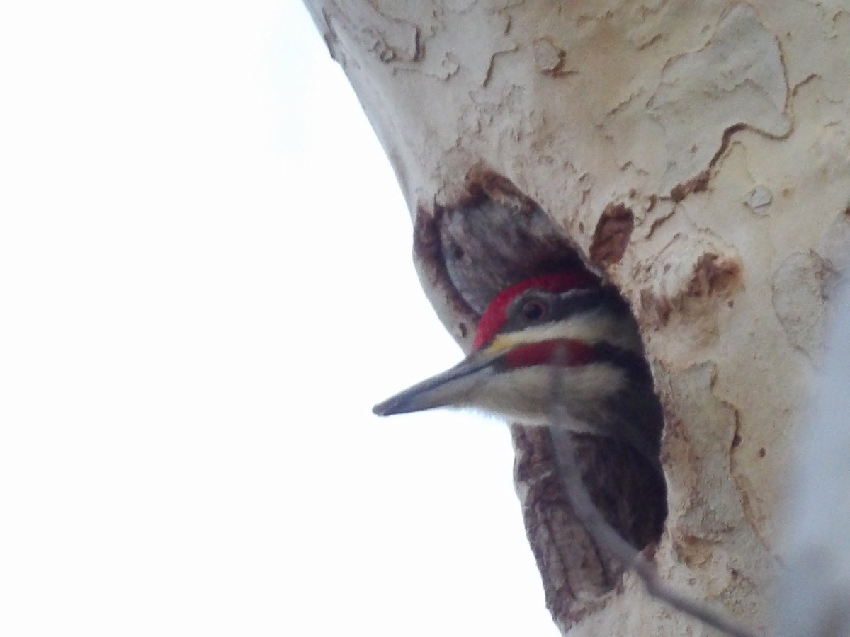 Pileated Woodpecker - ML646807032