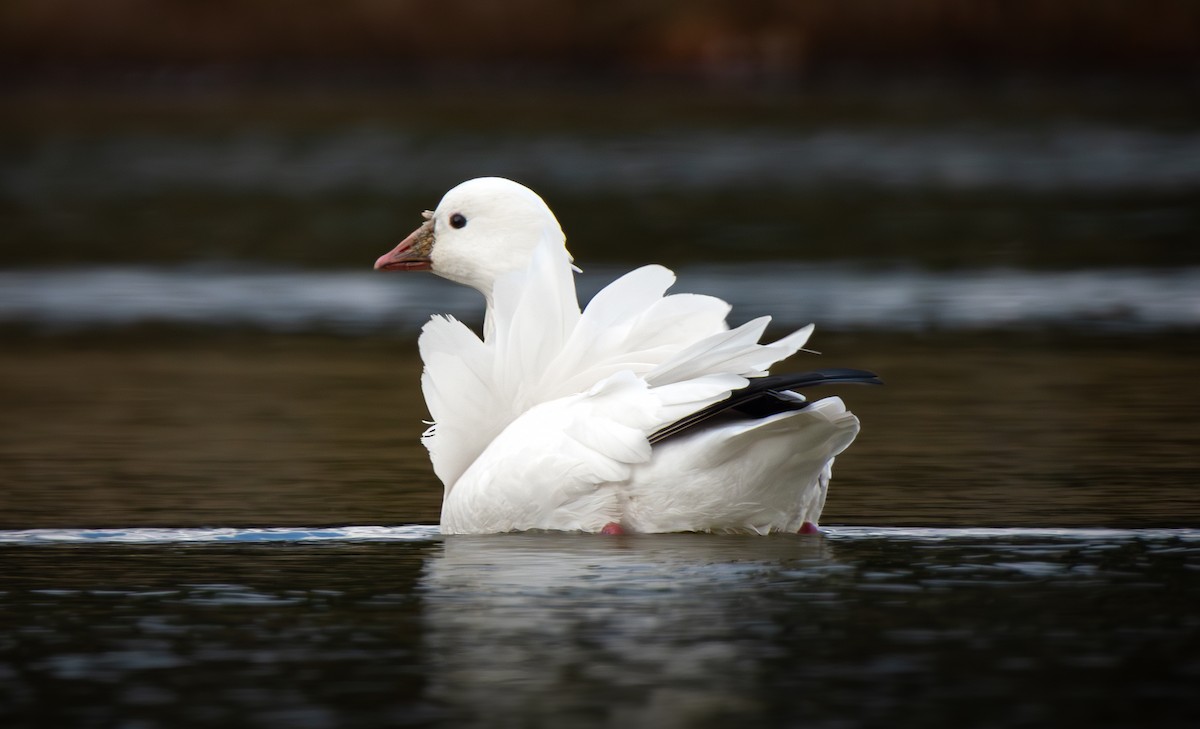 אווז קנדי - ML646807033