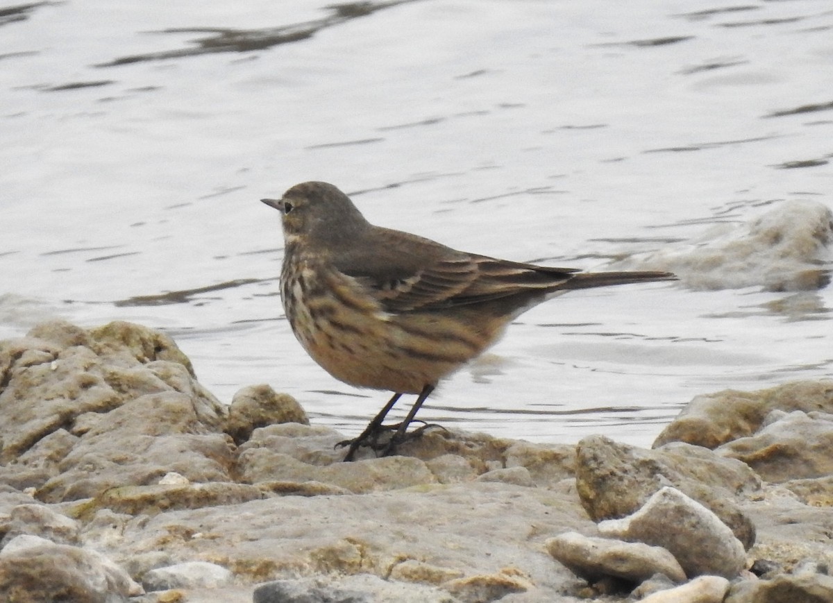 American Pipit - ML646807035
