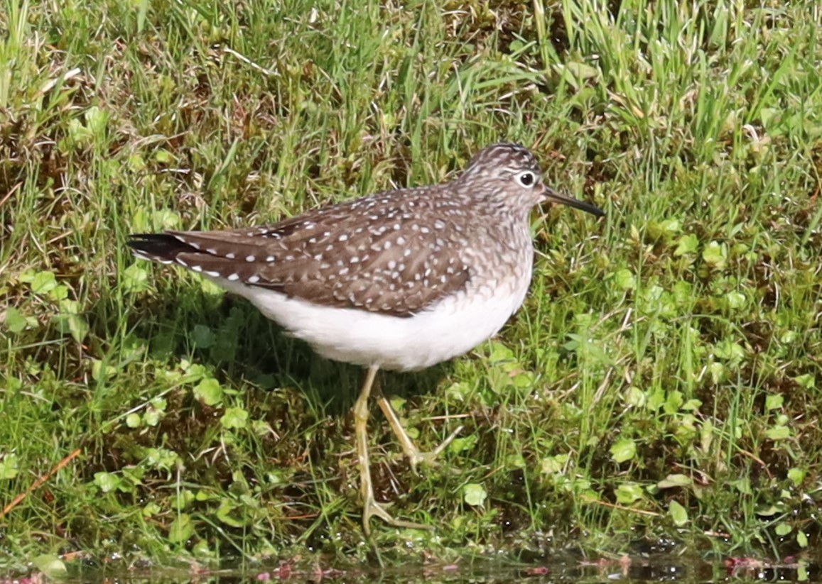 コシグロクサシギ - ML646807039