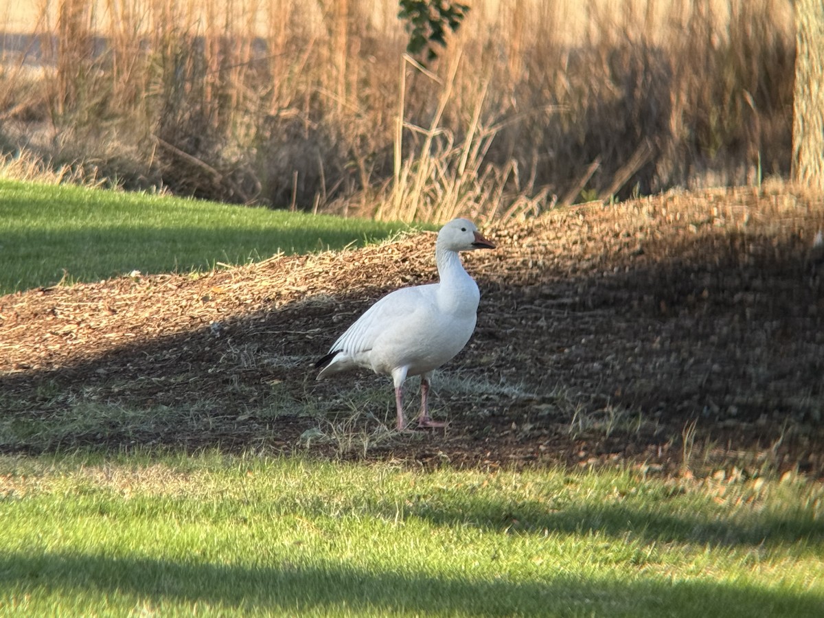 Snow Goose - ML646807044