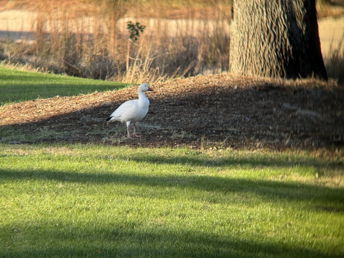 Snow Goose - ML646807045