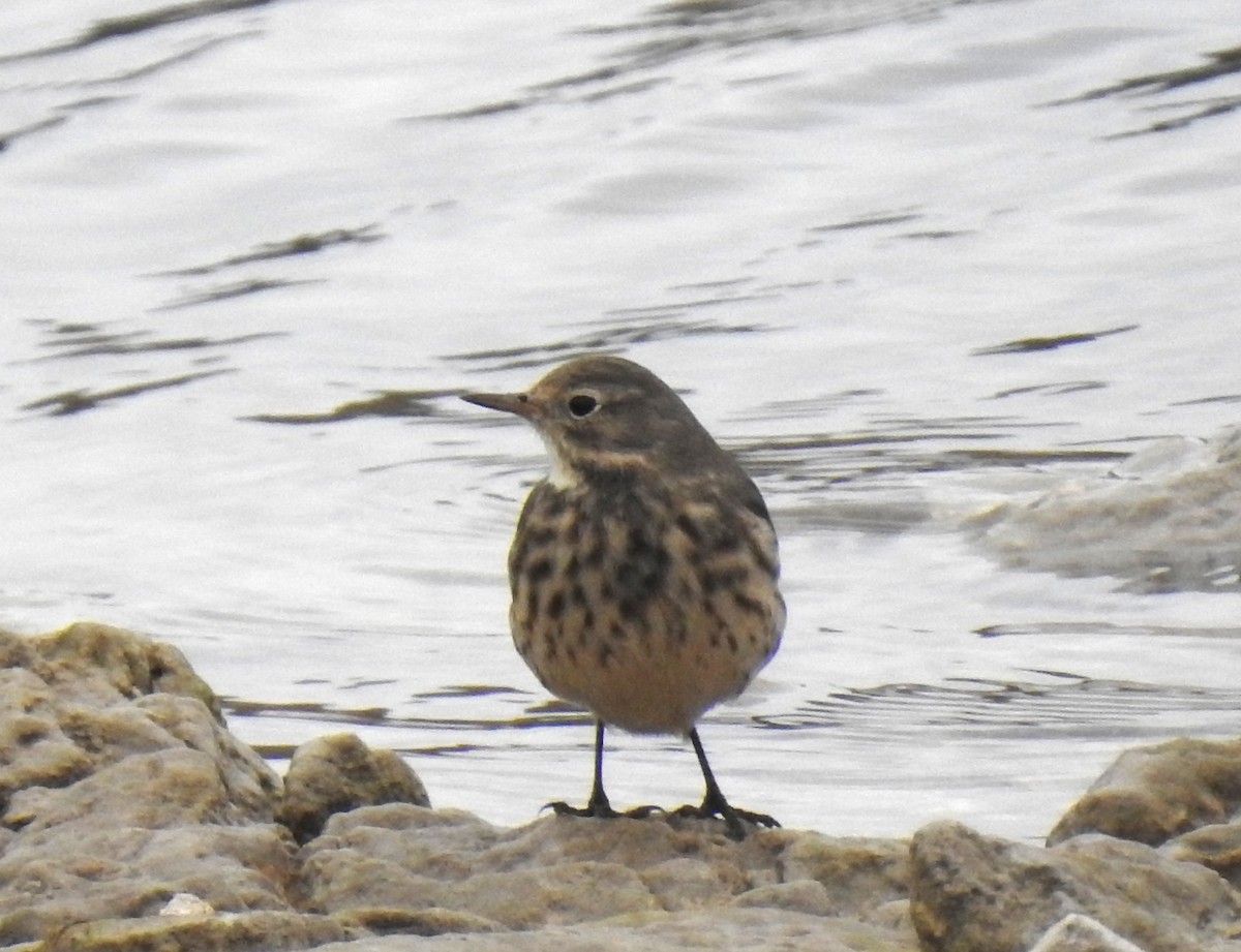 American Pipit - ML646807047