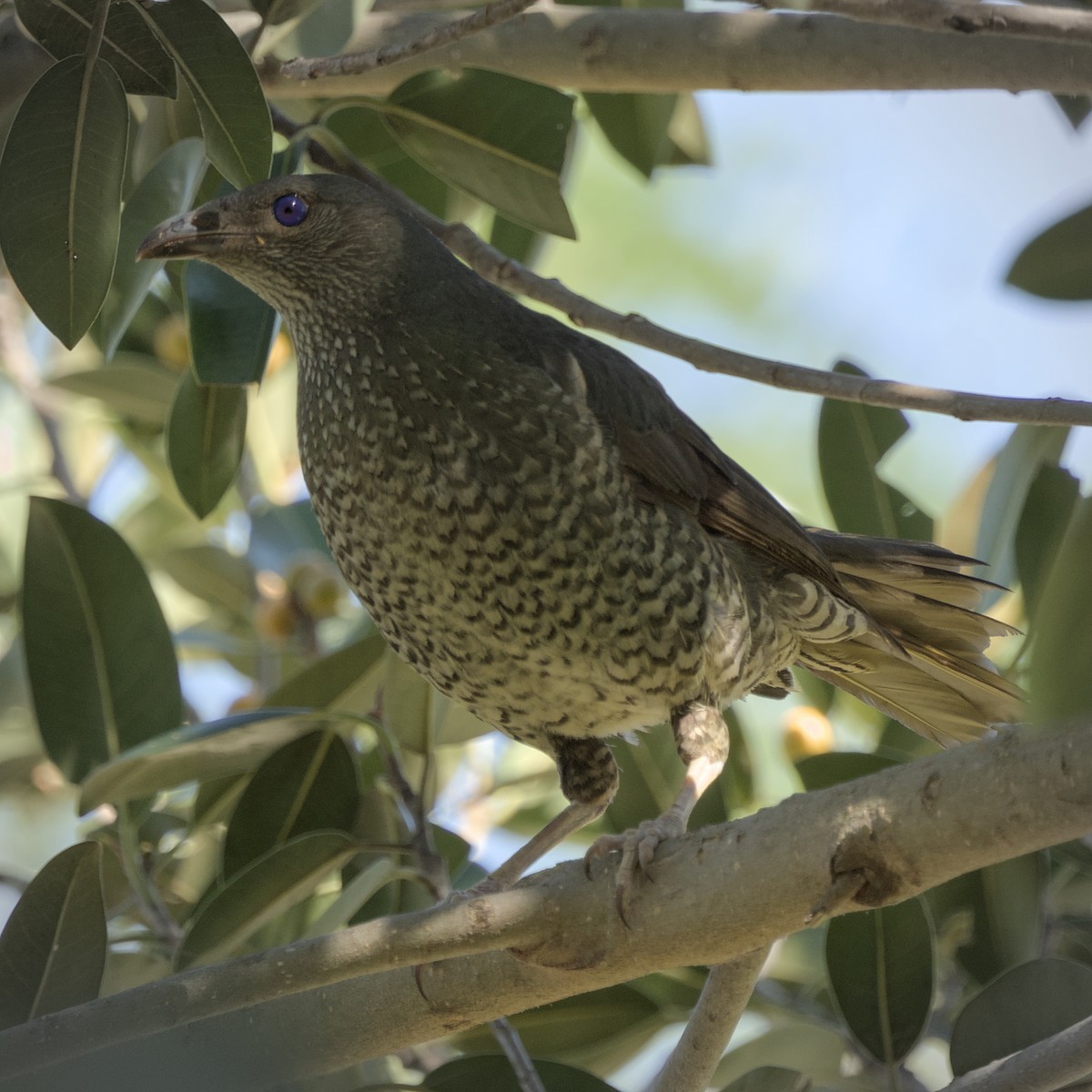 Satin Bowerbird - ML646807048