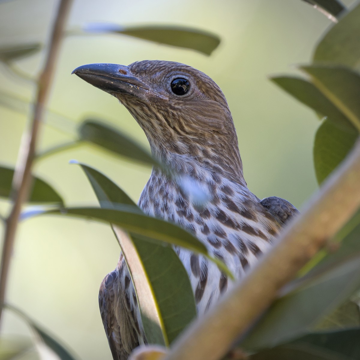 Australasian Figbird - ML646807049