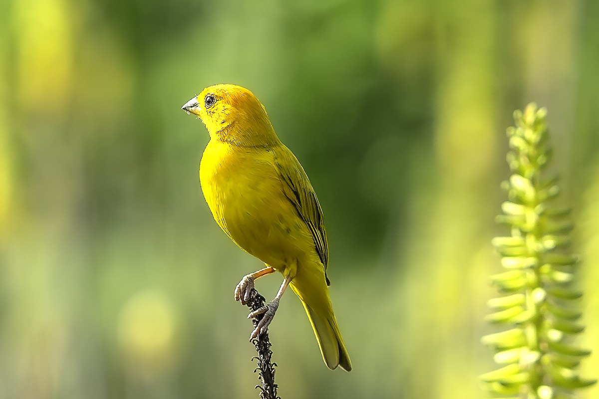 Посвірж золотоголовий - ML646807050