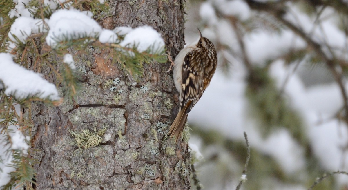 Brown Creeper - ML646807051