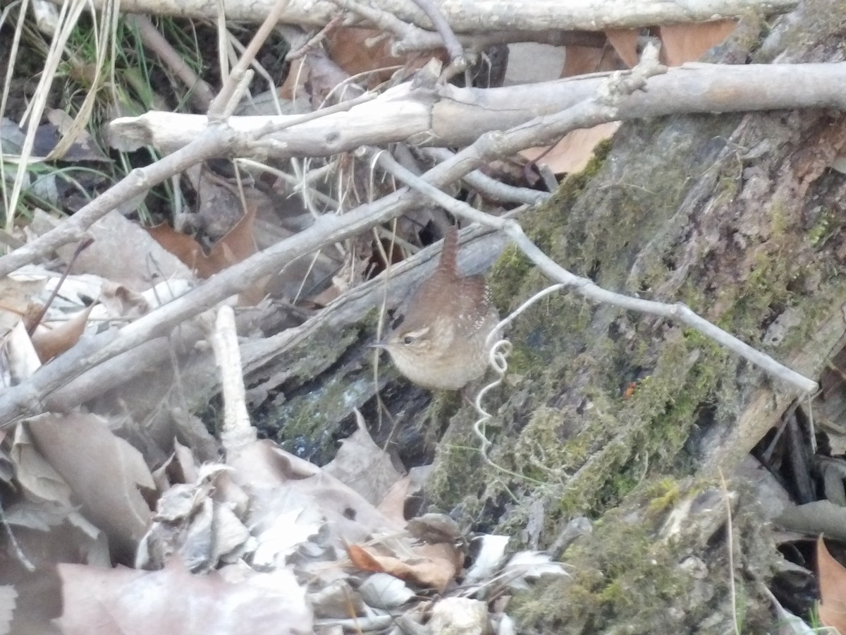 Winter Wren - ML646807054