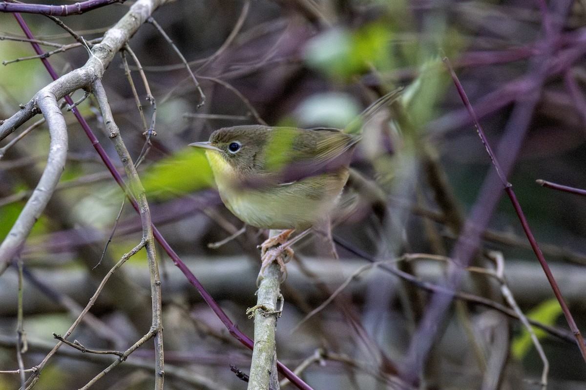 Common Yellowthroat - ML646807055